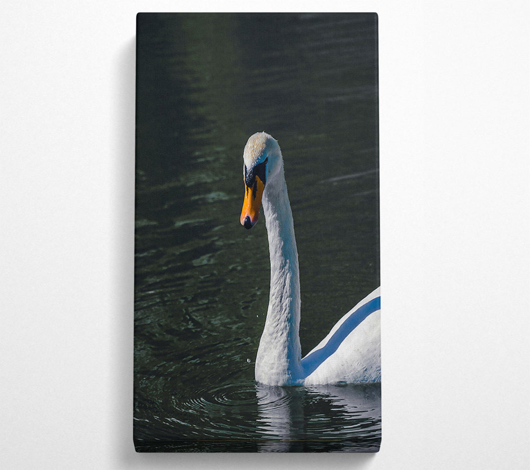  A Canvas Print of Dark Water Swan Canvas Art