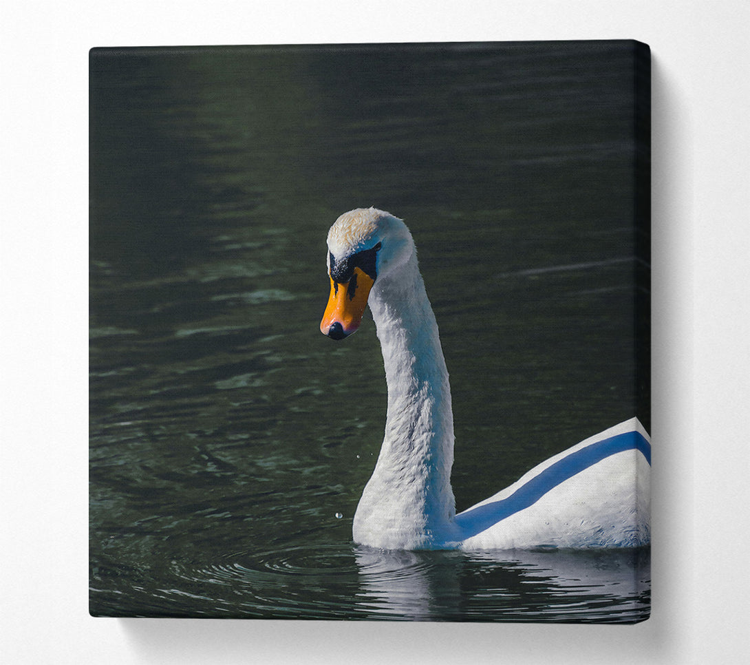  A Canvas Print of Dark Water Swan Canvas Art