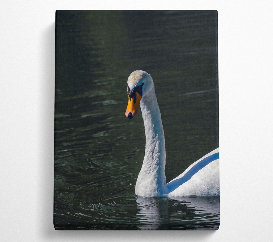  A Canvas Print of Dark Water Swan Canvas Art