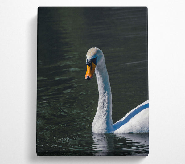  A Canvas Print of Dark Water Swan Canvas Art