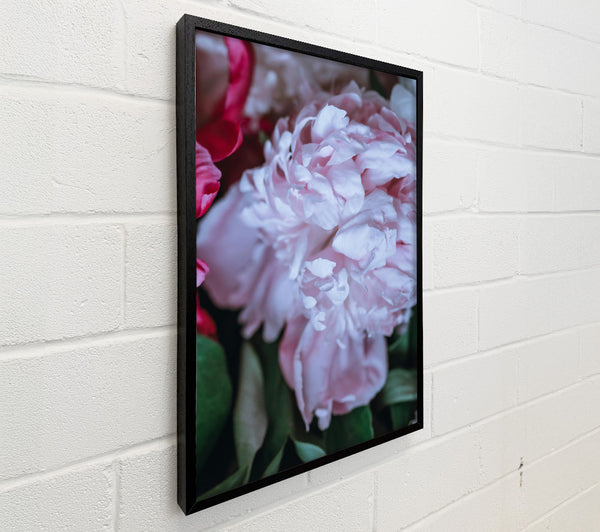 Blushing Peony Bloom