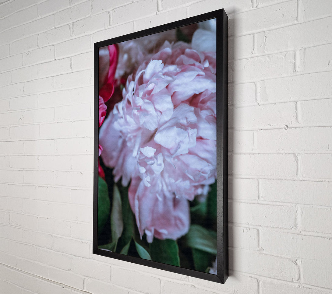  A Canvas Print of Blushing Peony Bloom Canvas Art