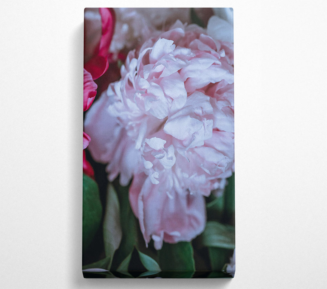  A Canvas Print of Blushing Peony Bloom Canvas Art