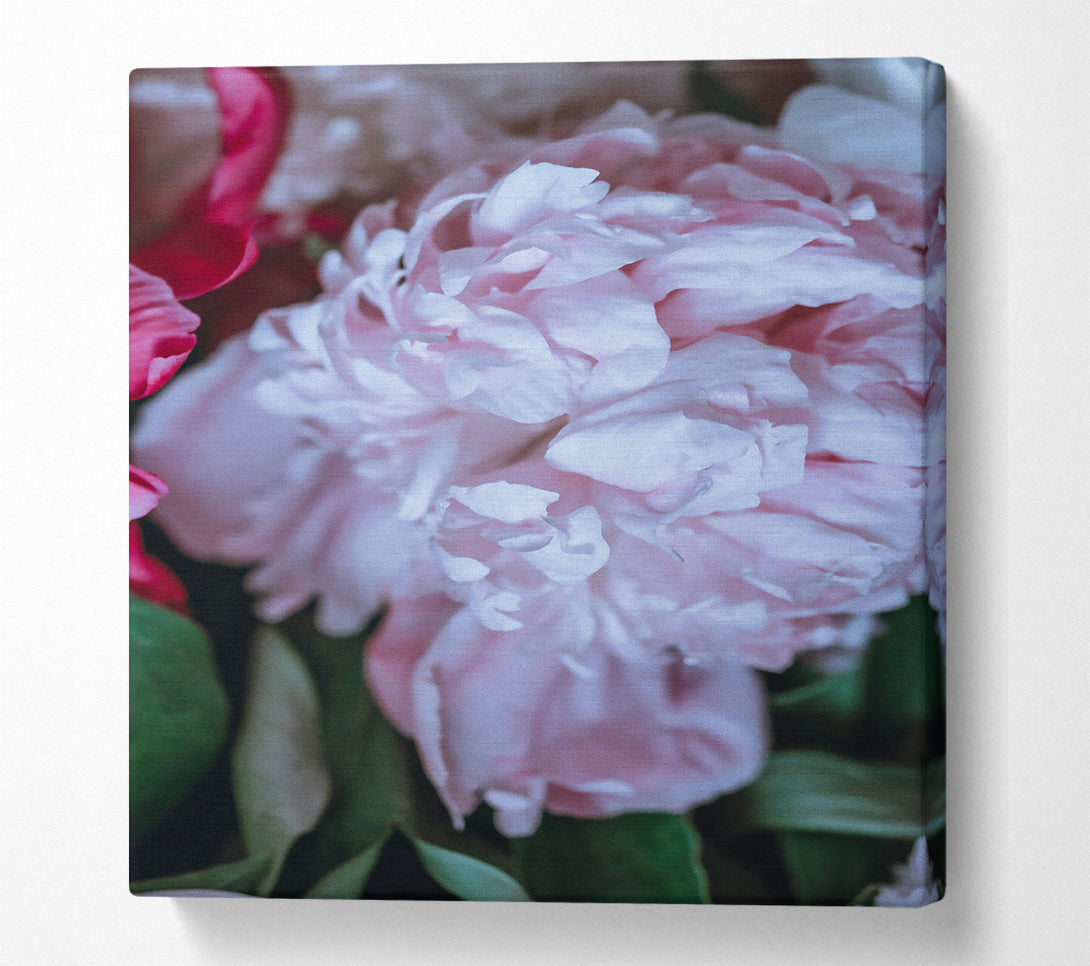  A Canvas Print of Blushing Peony Bloom Canvas Art