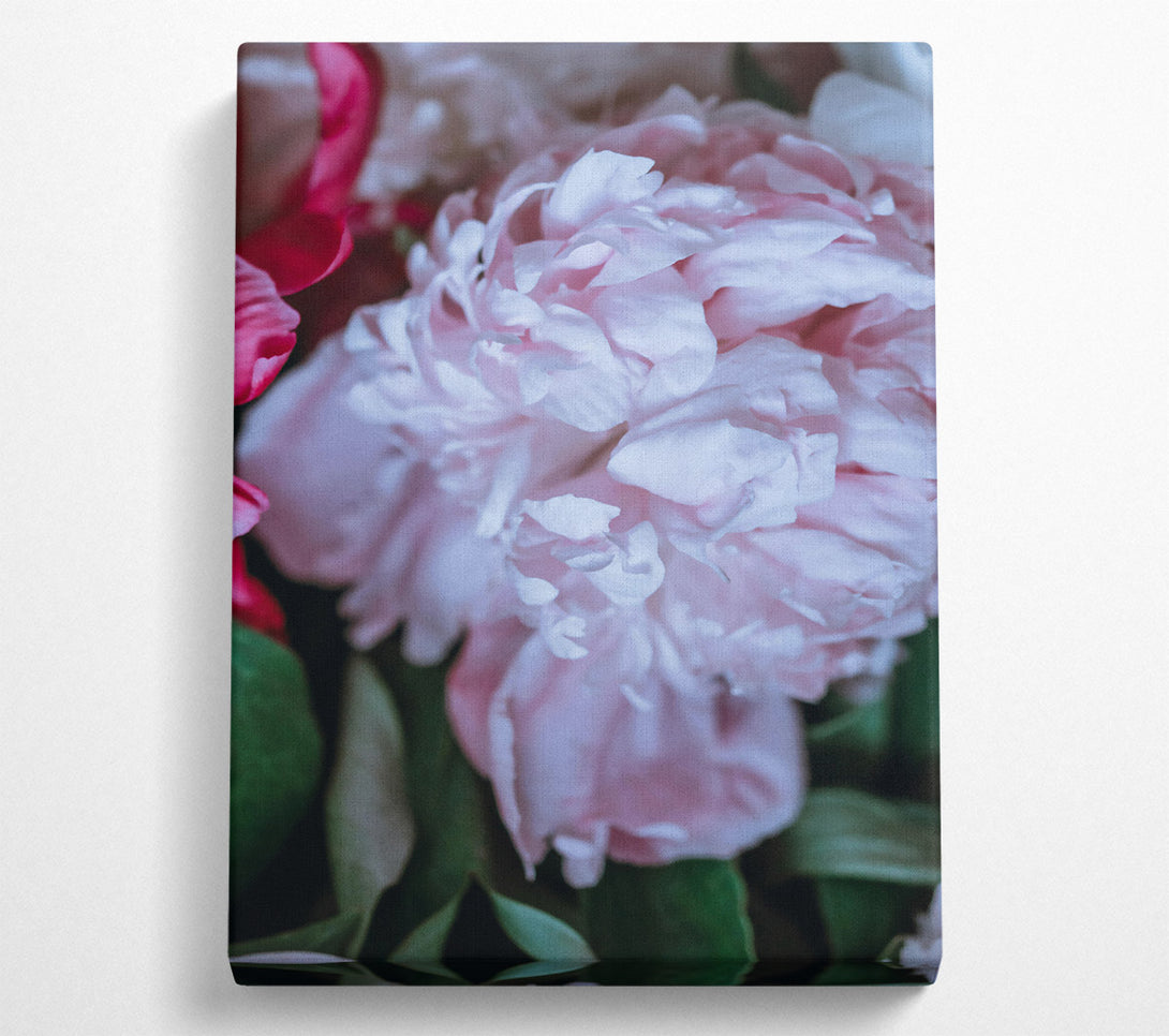  A Canvas Print of Blushing Peony Bloom Canvas Art