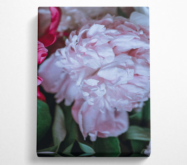  A Canvas Print of Blushing Peony Bloom Canvas Art