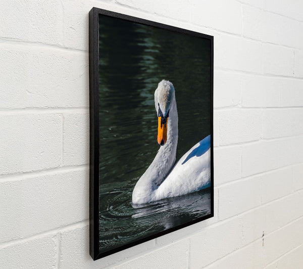 White Swan In Deep Water