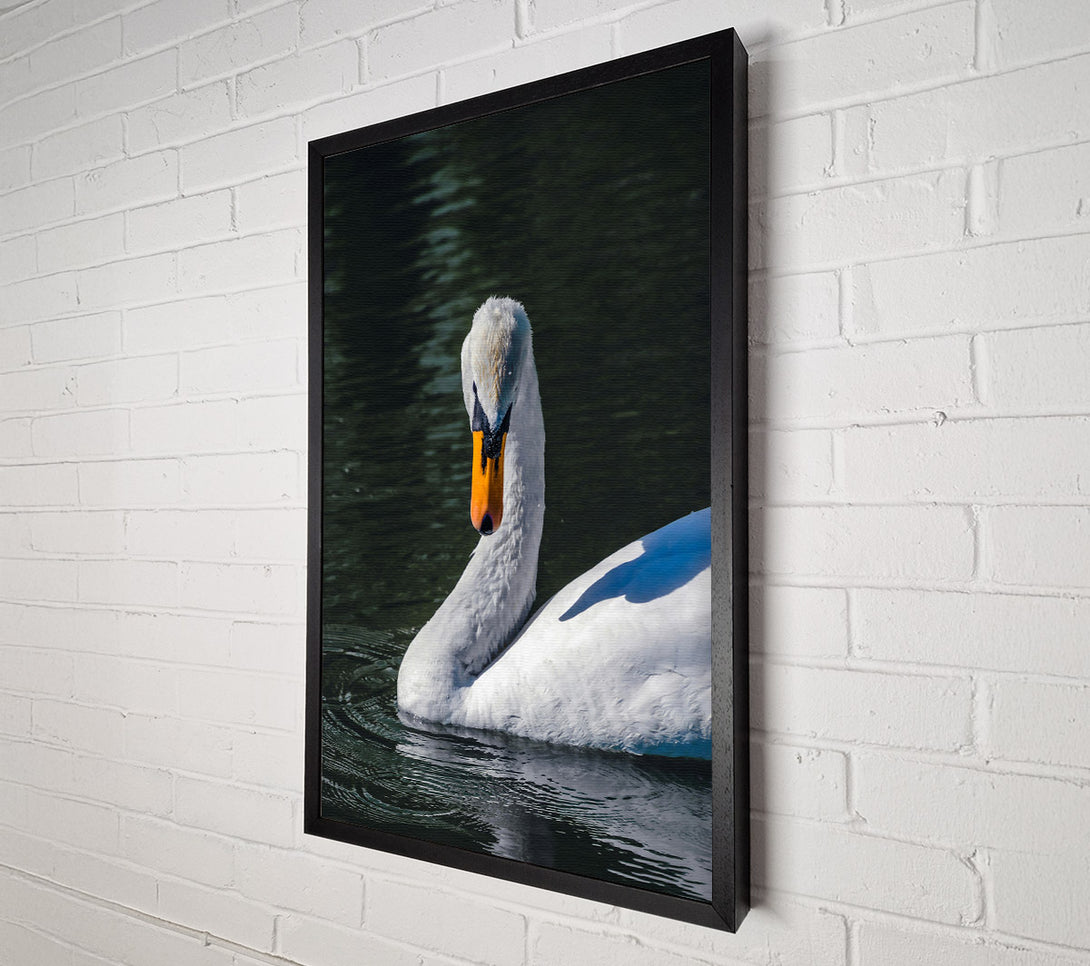  A Canvas Print of White Swan In Deep Water Canvas Print