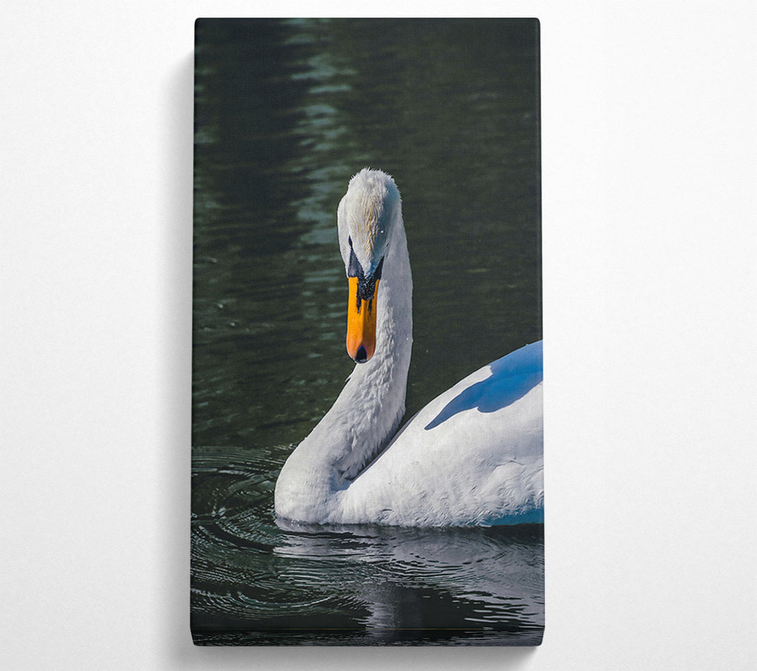  A Canvas Print of White Swan In Deep Water Canvas Print