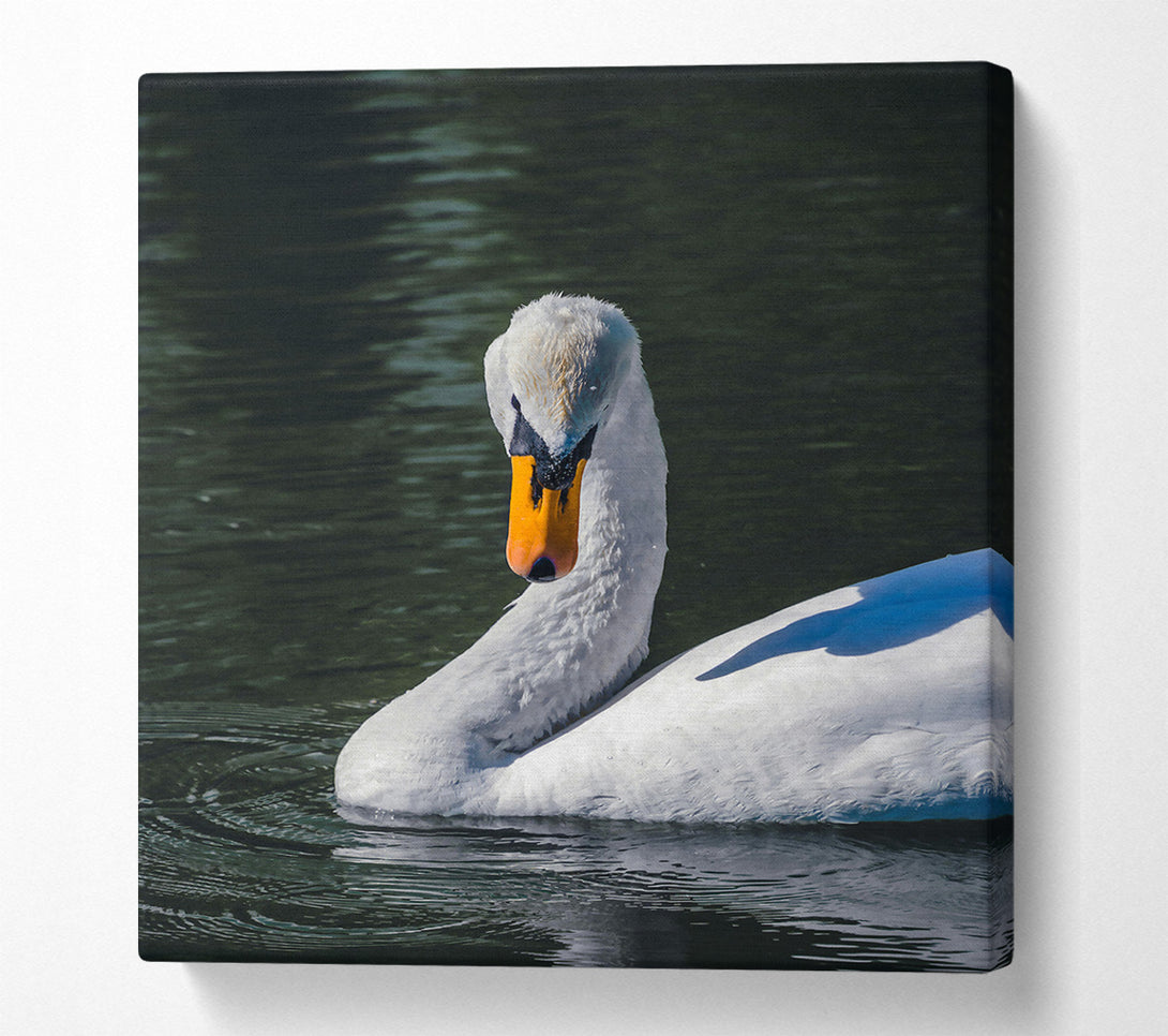  A Canvas Print of White Swan In Deep Water Canvas Print