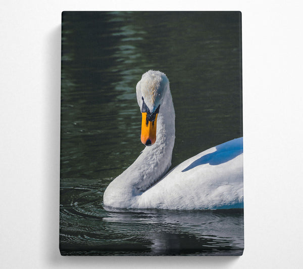  A Canvas Print of White Swan In Deep Water Canvas Print