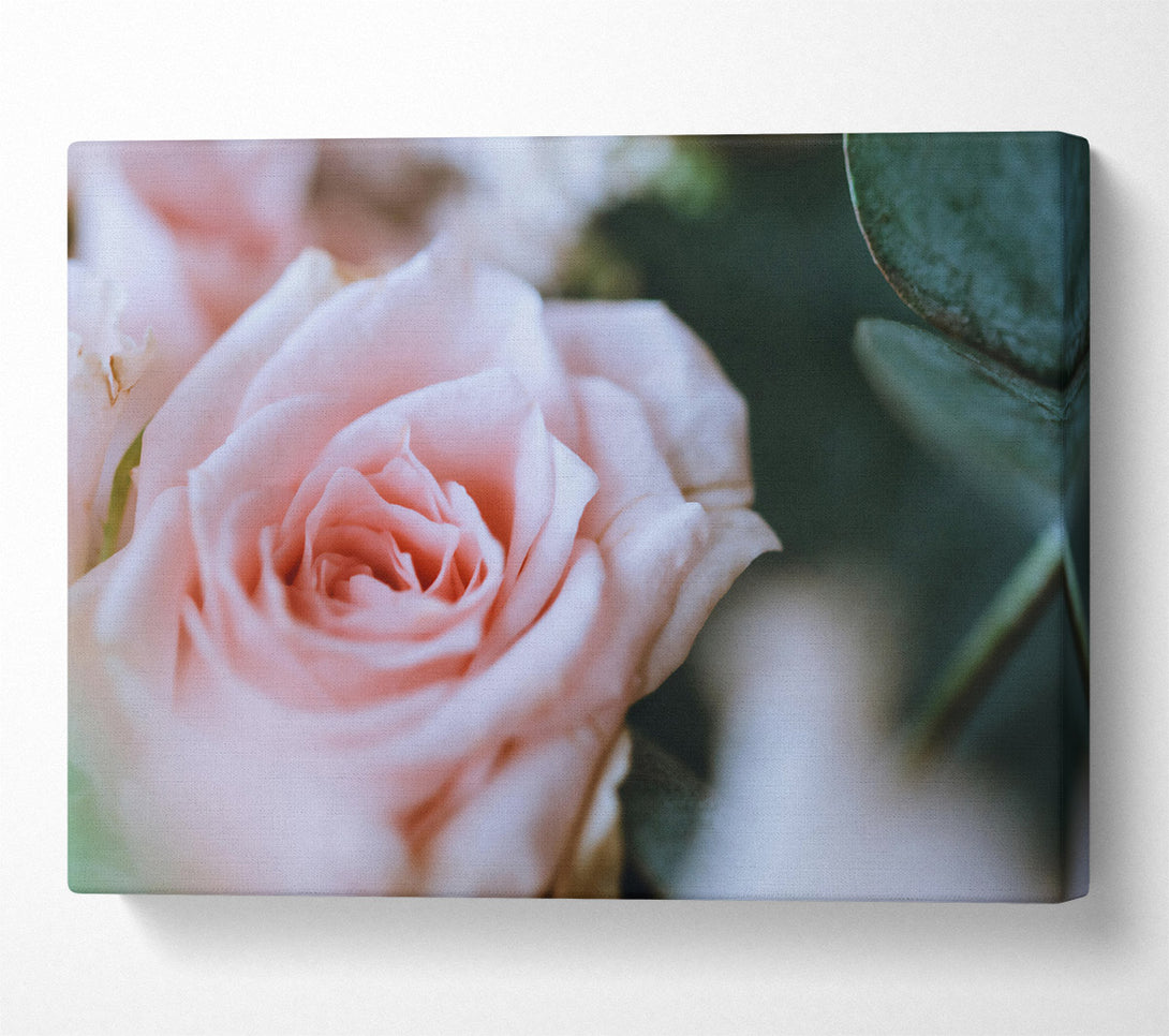  A Canvas Print of Pale Pink Bloom Canvas Art