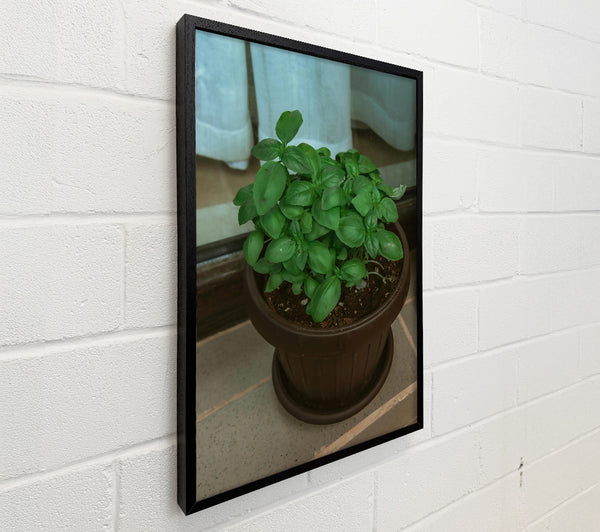 Brown Potted Basil.