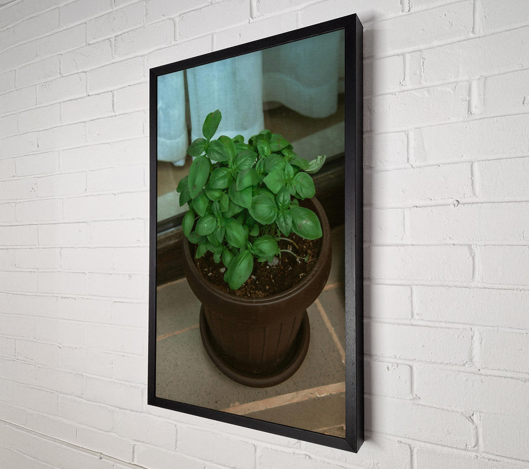  A Canvas Print of Brown Potted Basil. Canvas Wall Art
