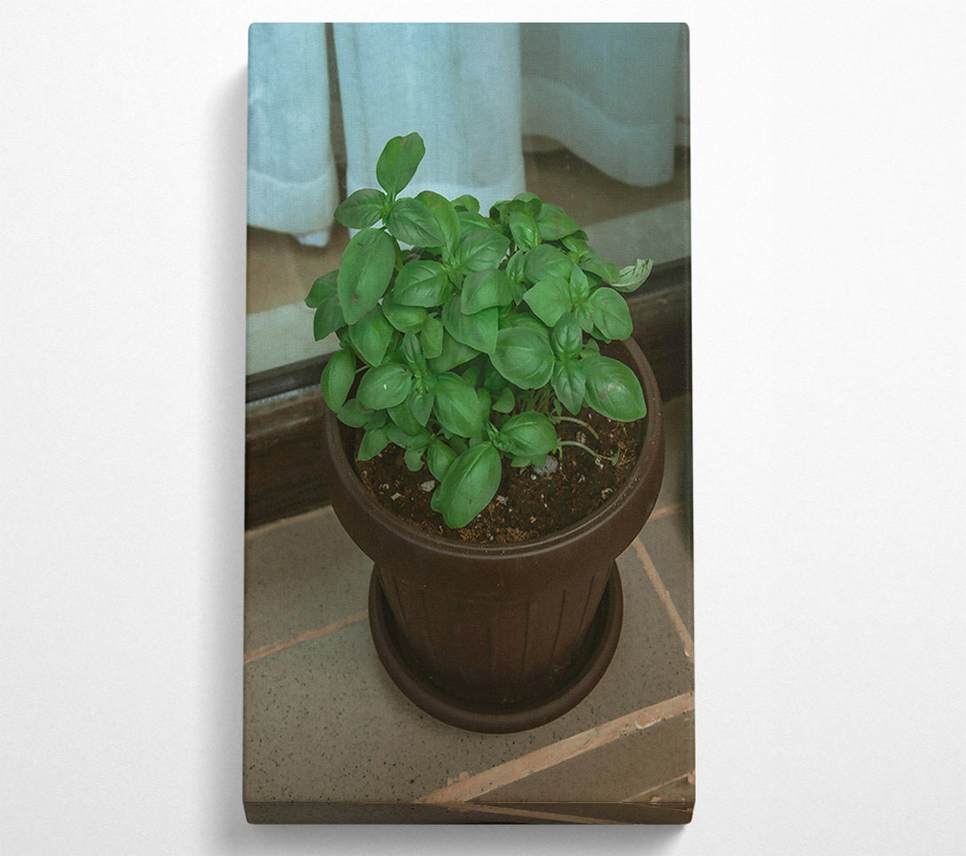  A Canvas Print of Brown Potted Basil. Canvas Wall Art