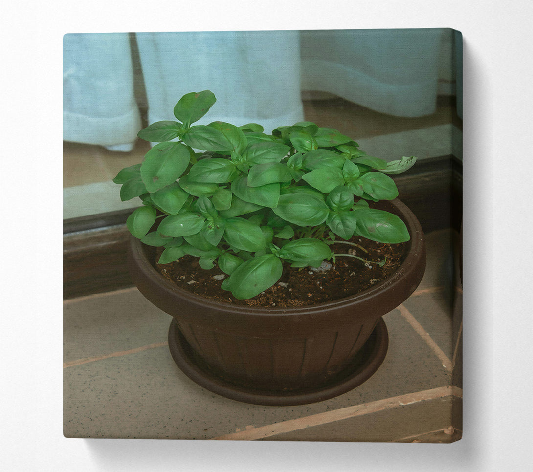  A Canvas Print of Brown Potted Basil. Canvas Wall Art