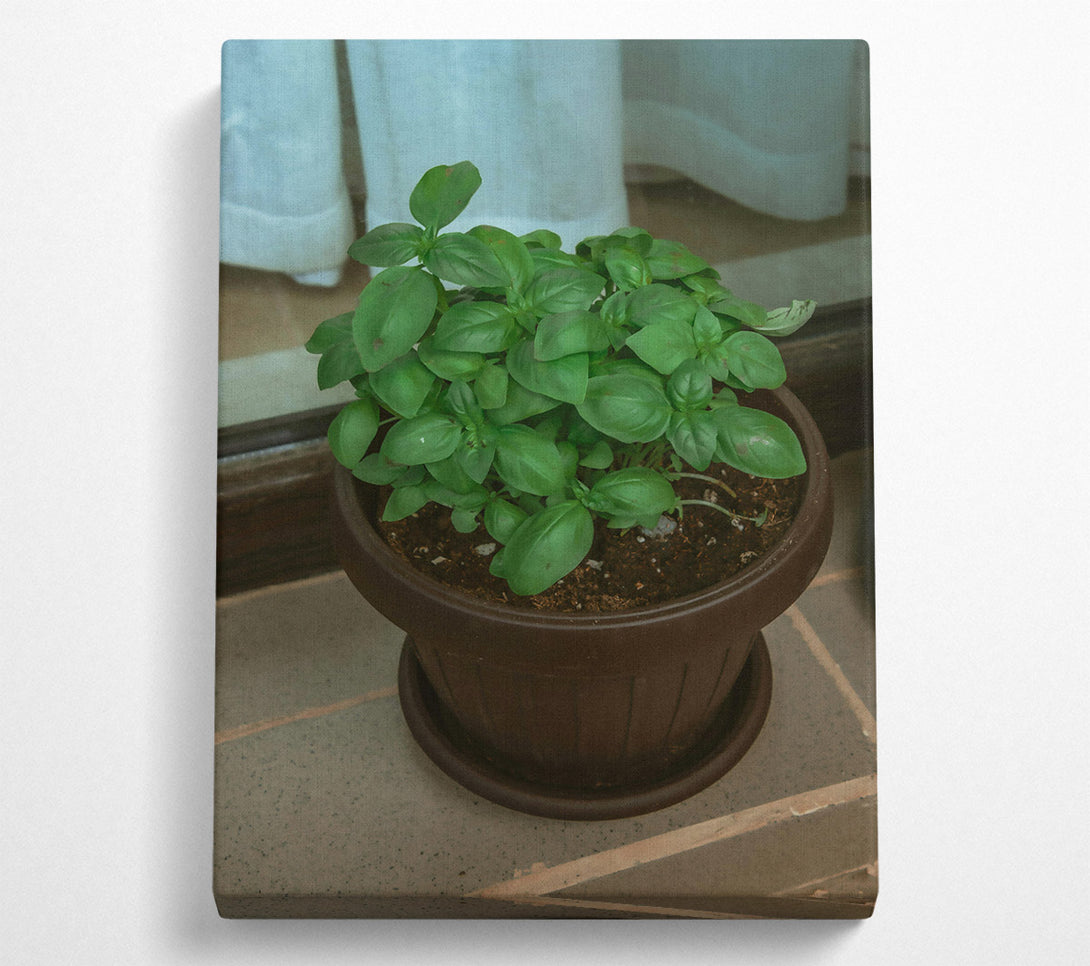  A Canvas Print of Brown Potted Basil. Canvas Wall Art
