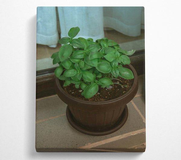  A Canvas Print of Brown Potted Basil. Canvas Wall Art