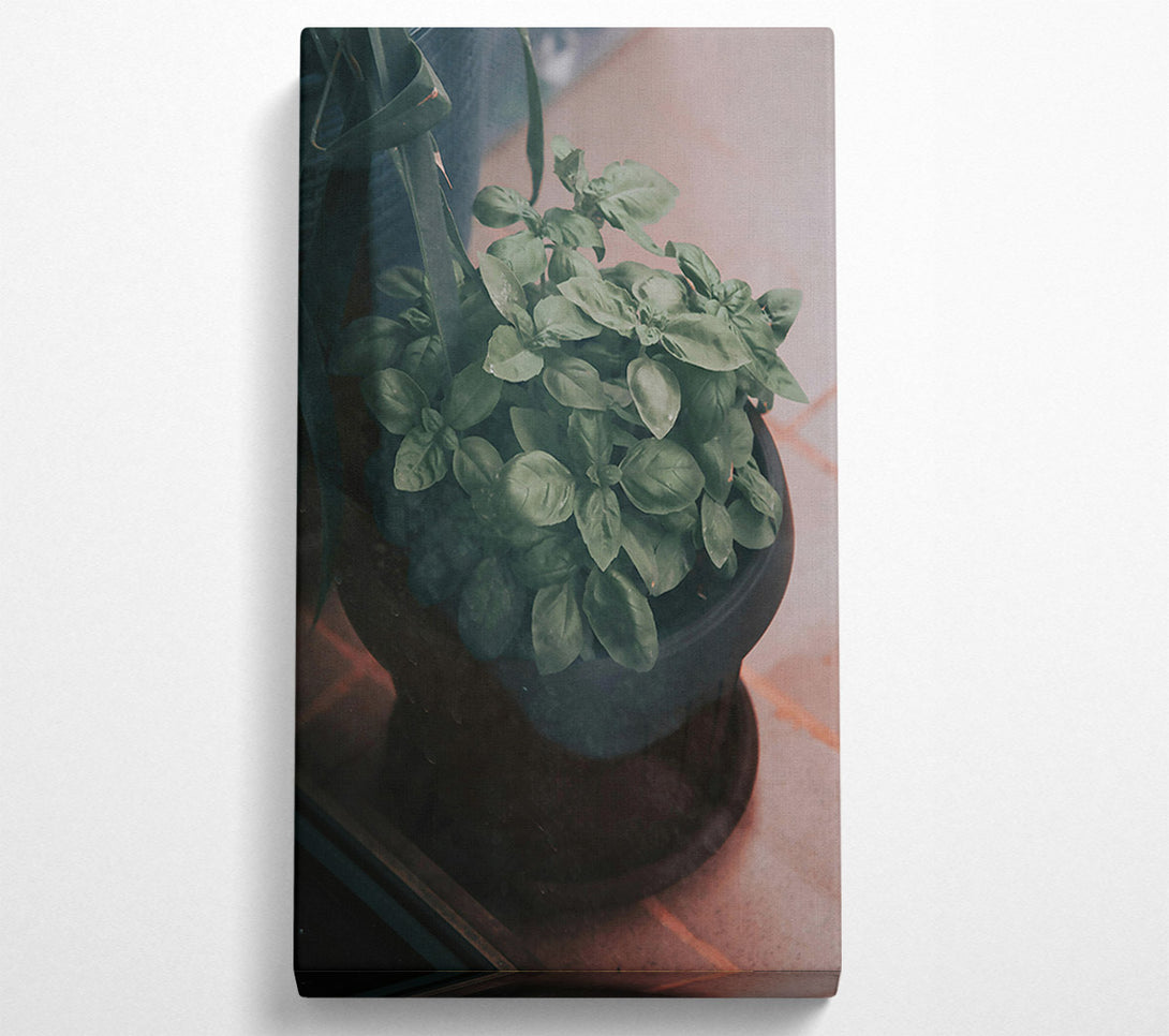  A Canvas Print of Green Basil Through Glass Canvas Art