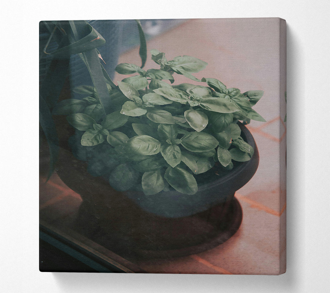  A Canvas Print of Green Basil Through Glass Canvas Art