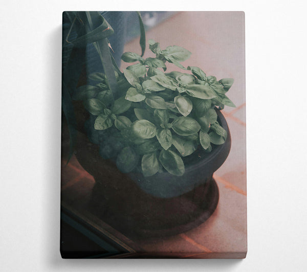  A Canvas Print of Green Basil Through Glass Canvas Art