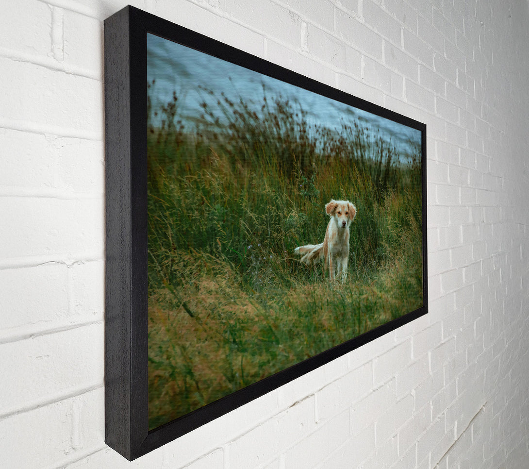 A Canvas Print of Golden Fur In Green Grass Canvas Print