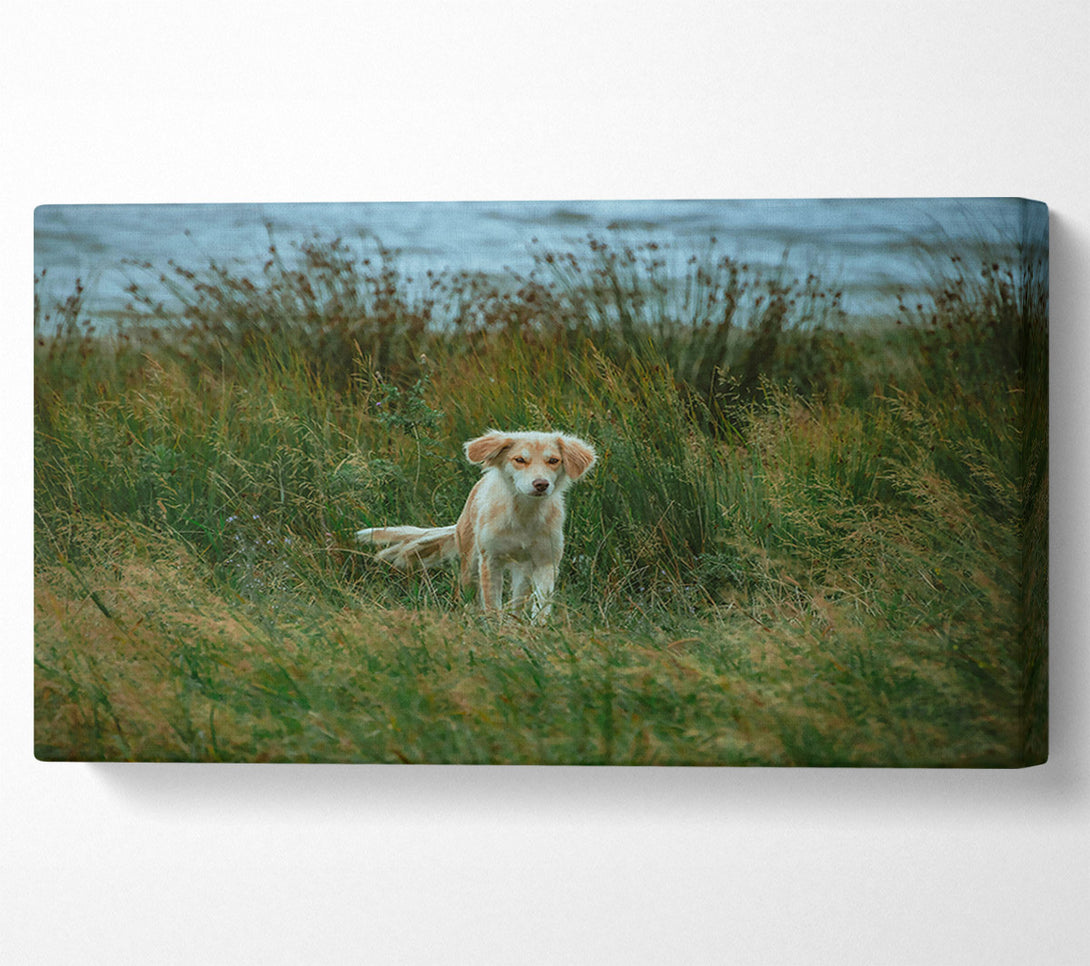  A Canvas Print of Golden Fur In Green Grass Canvas Print