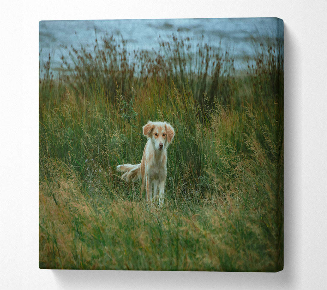  A Canvas Print of Golden Fur In Green Grass Canvas Print