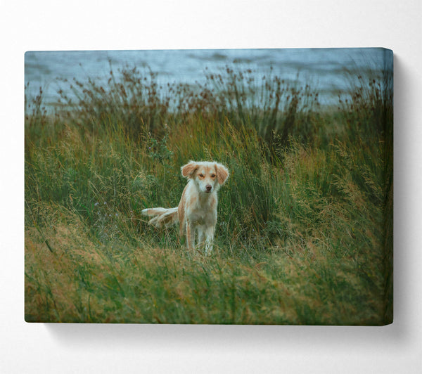  A Canvas Print of Golden Fur In Green Grass Canvas Print