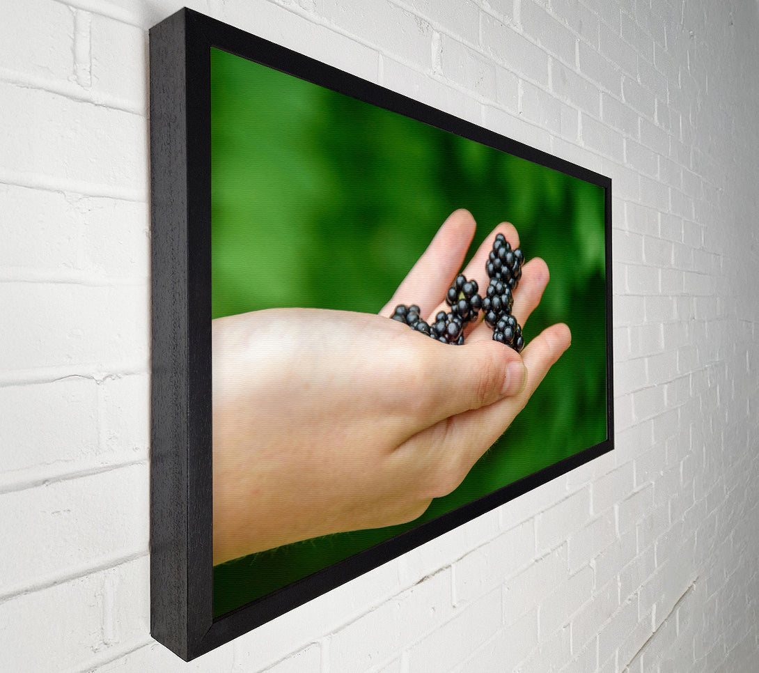  A Canvas Print of Blackberry In Hand Canvas Art