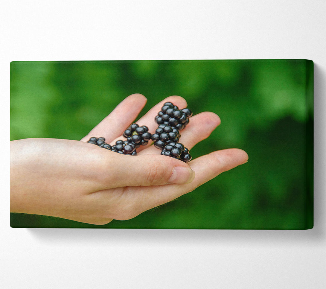  A Canvas Print of Blackberry In Hand Canvas Art