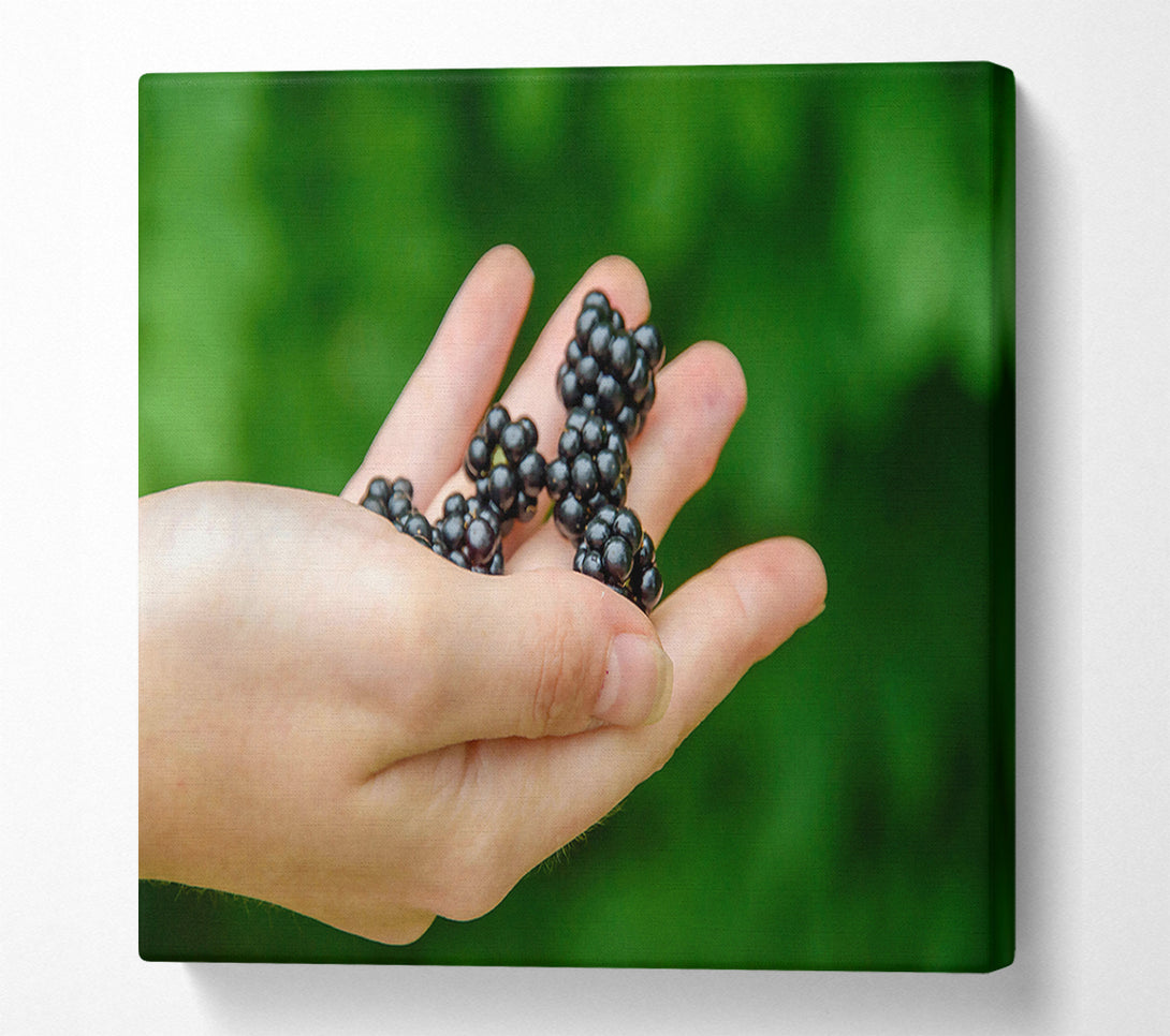  A Canvas Print of Blackberry In Hand Canvas Art