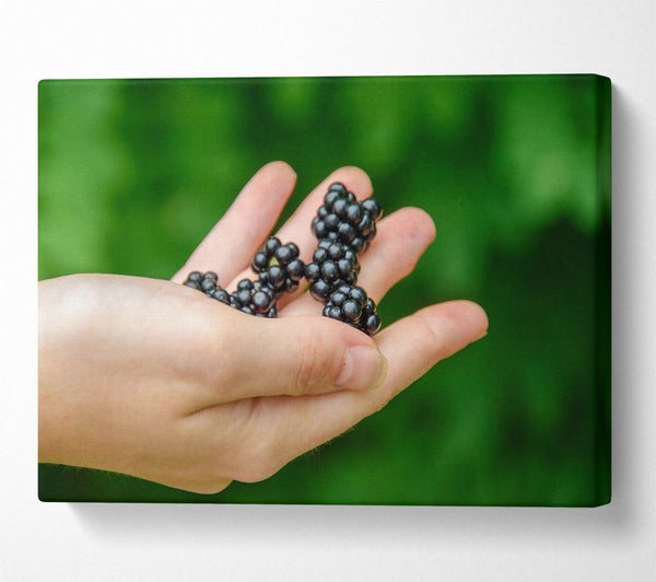  A Canvas Print of Blackberry In Hand Canvas Art