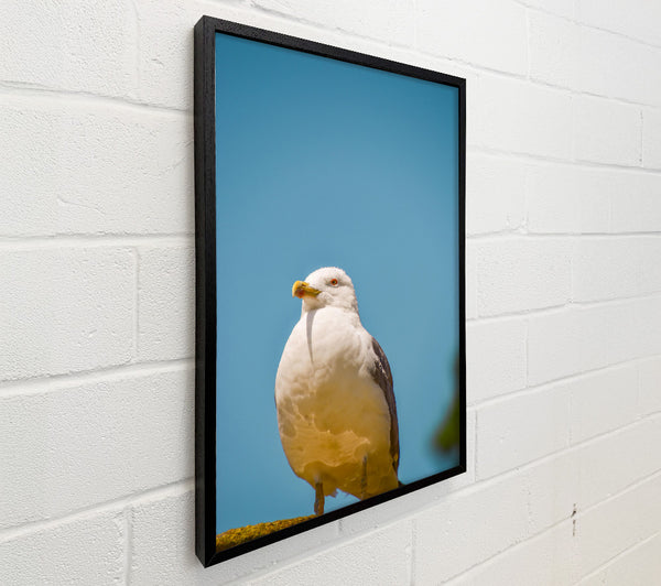 Blue Sky Seagull