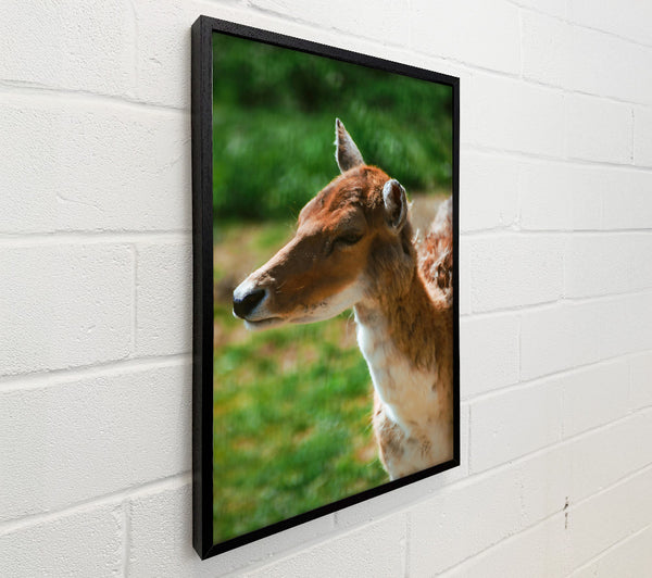 Golden Fawn Portrait