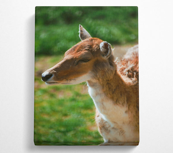  A Canvas Print of Golden Fawn Portrait Canvas Print