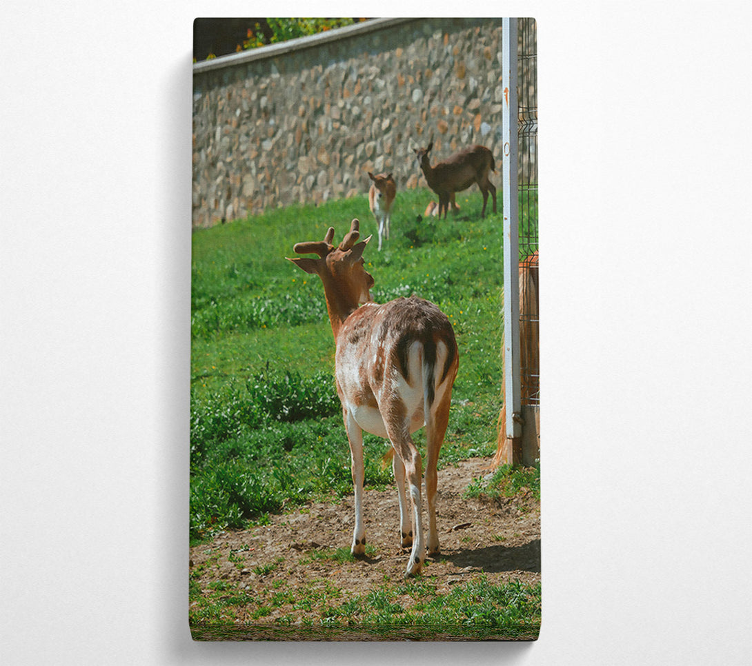 A Canvas Print of Brown Fawn And Fence Canvas Wall Art