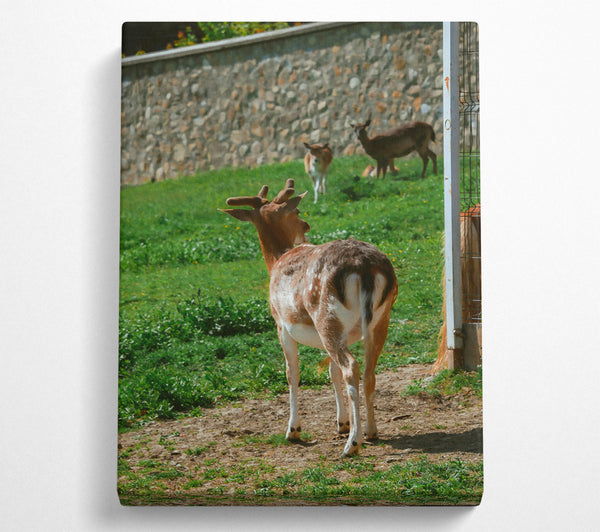  A Canvas Print of Brown Fawn And Fence Canvas Wall Art