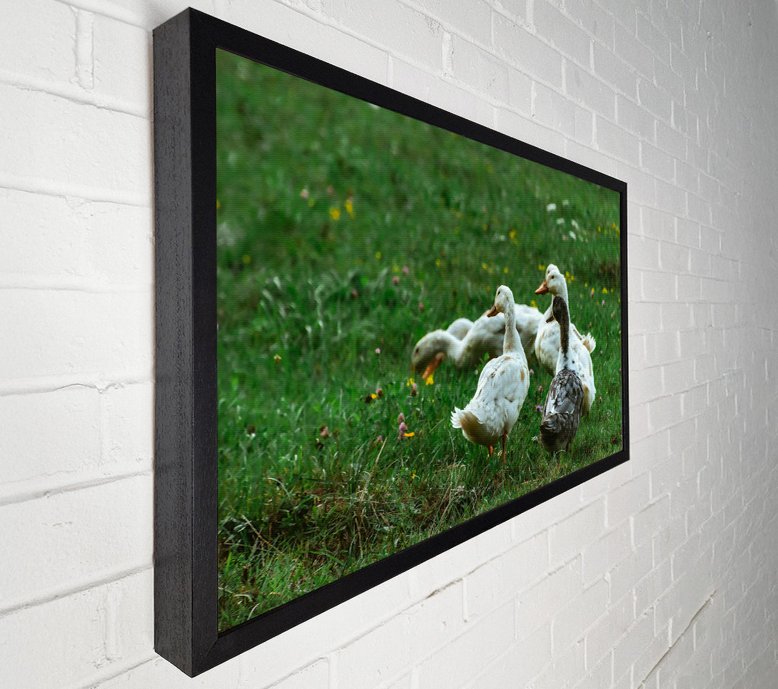  A Canvas Print of White Ducks In Green Grass Canvas Art