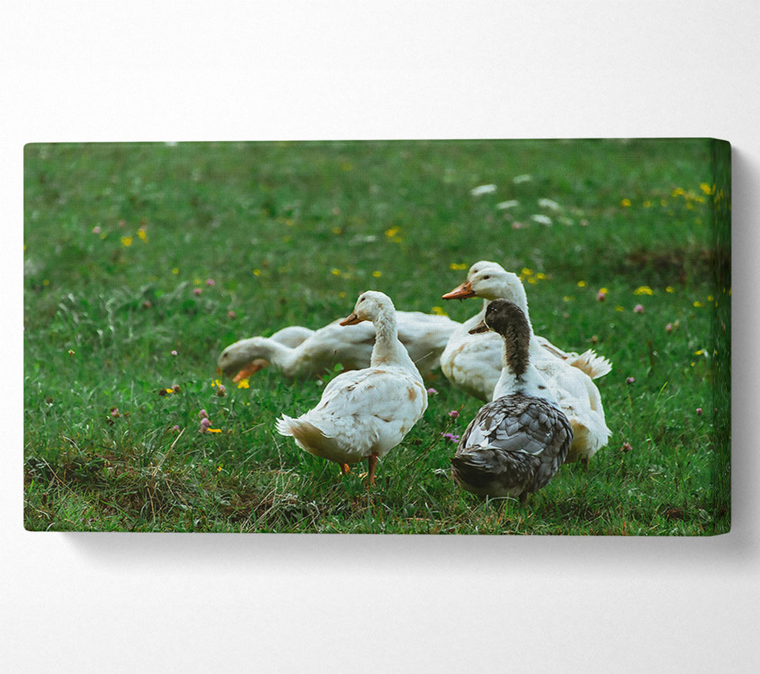  A Canvas Print of White Ducks In Green Grass Canvas Art