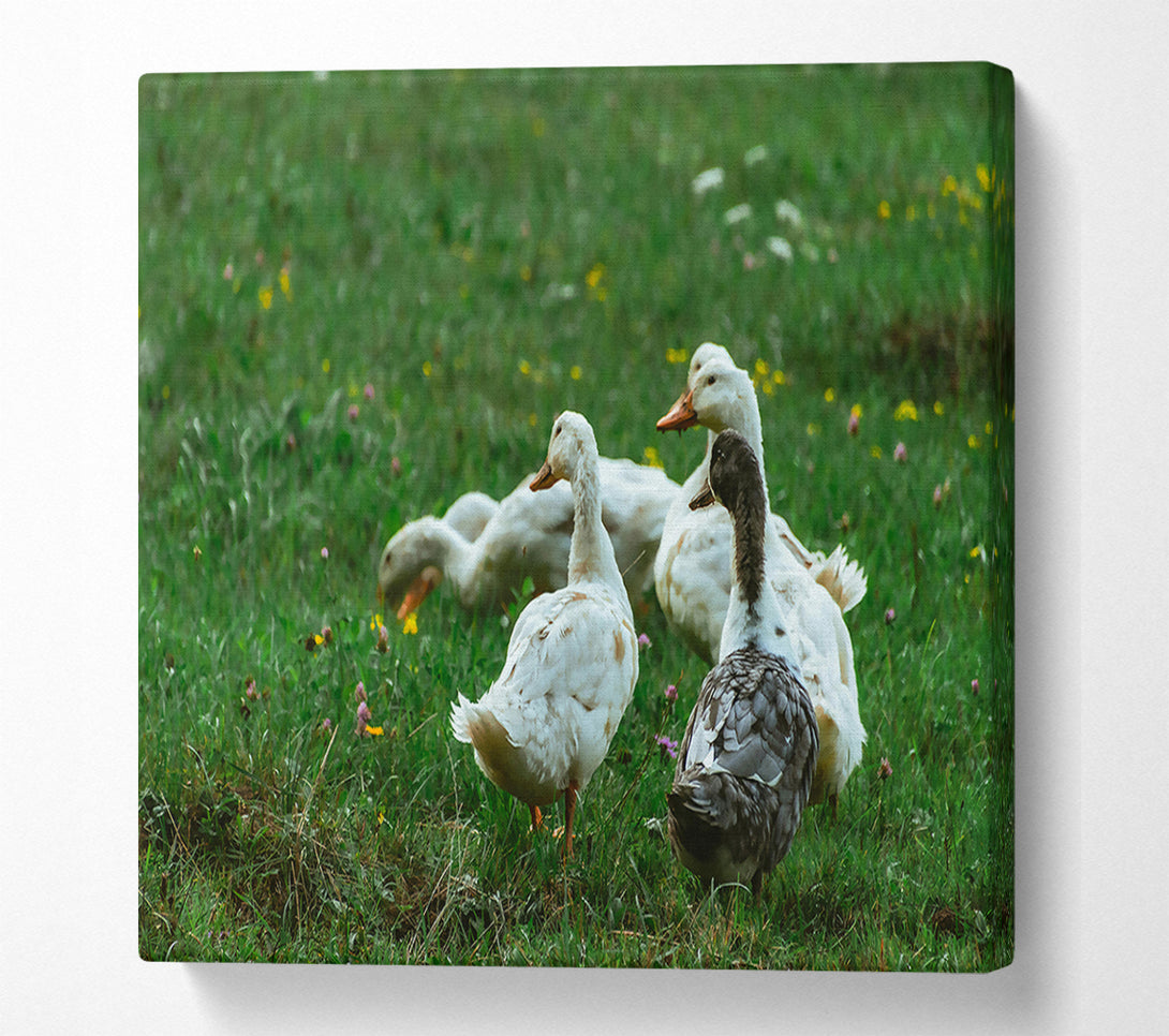  A Canvas Print of White Ducks In Green Grass Canvas Art