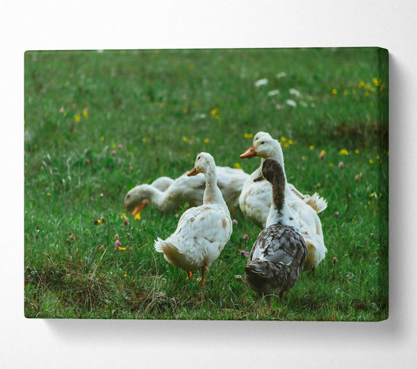  A Canvas Print of White Ducks In Green Grass Canvas Art