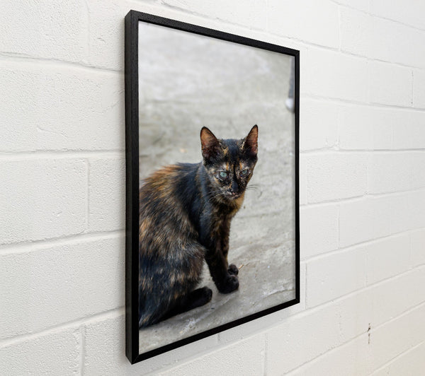 Black & Orange Feline Gaze
