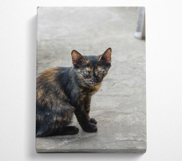  A Canvas Print of Black & Orange Feline Gaze Canvas Print