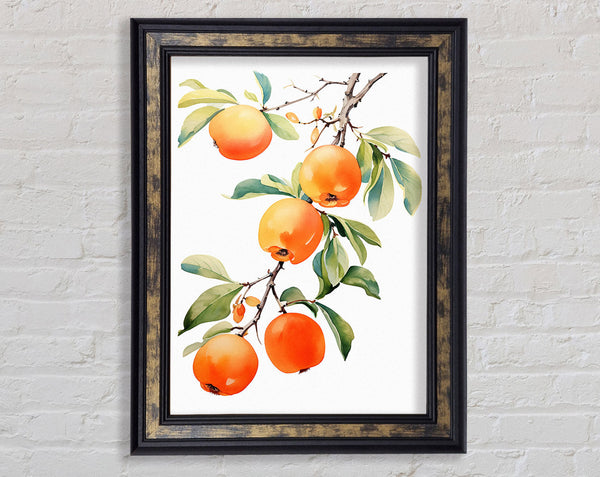 Persimmon Tree Watercolour Framed Print
