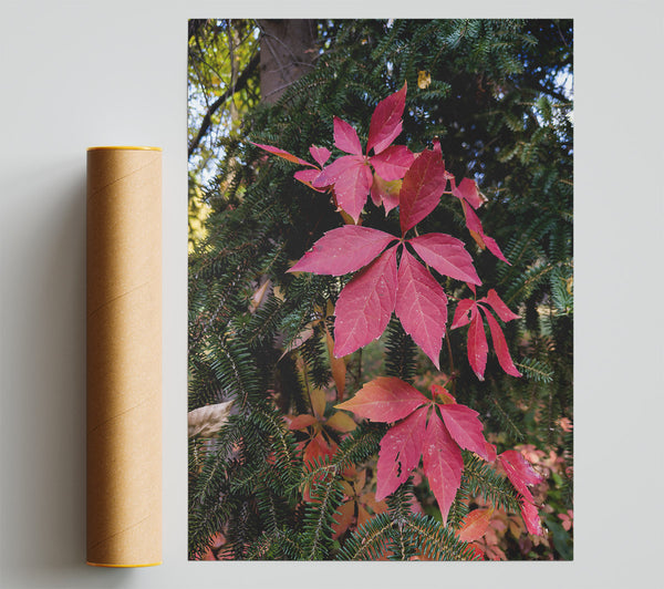 Crimson Vines And Spruce Poster