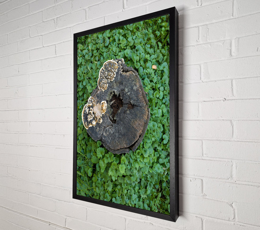  A Canvas Print of Green Wood Stump Fungi Canvas Print