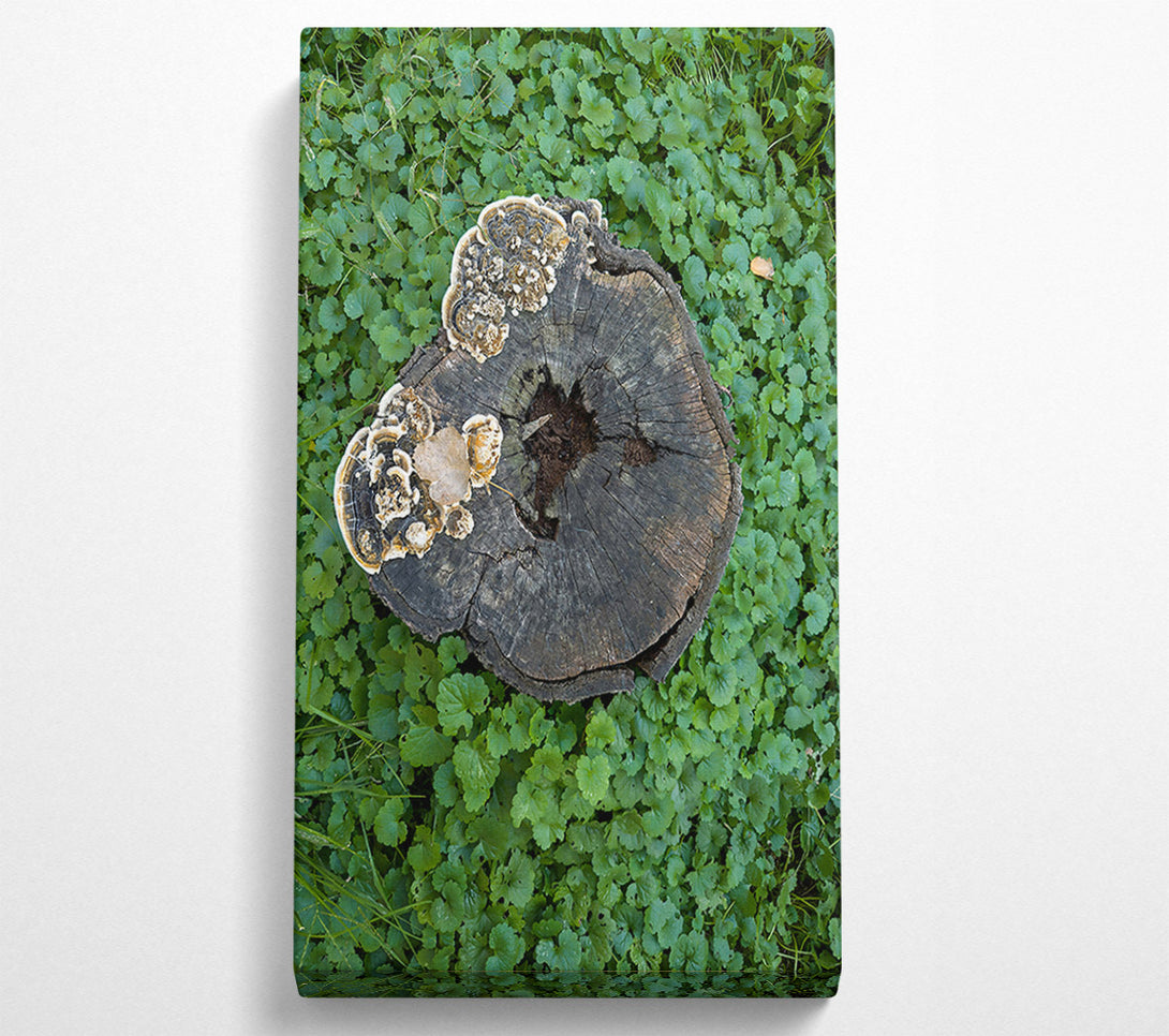  A Canvas Print of Green Wood Stump Fungi Canvas Print