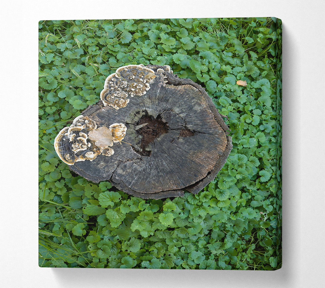  A Canvas Print of Green Wood Stump Fungi Canvas Print