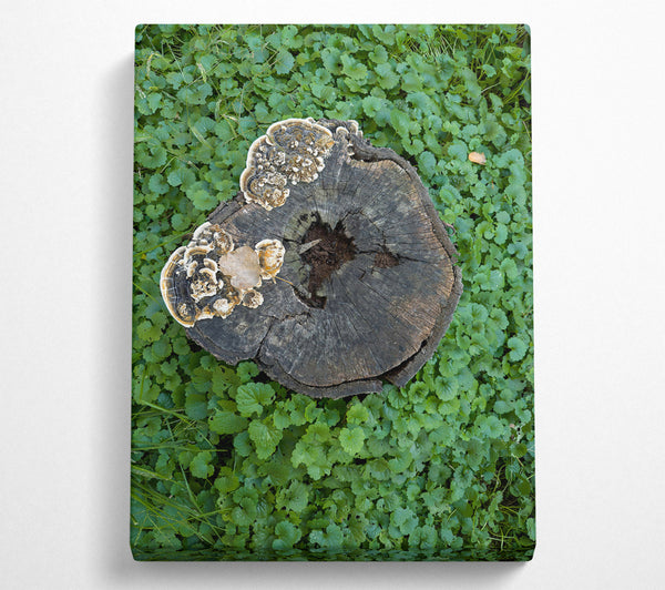  A Canvas Print of Green Wood Stump Fungi Canvas Print
